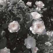 ヒメ日記 2026/08/13 13:03 投稿 百花(もか) グランドオペラ横浜