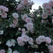 百花(もか) Y様へ🎀 グランドオペラ横浜