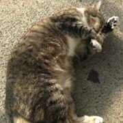 ヒメ日記 2026/03/18 13:30 投稿 つばき ミルキーラテ