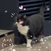 ヒメ日記 2026/03/22 12:00 投稿 つばき ミルキーラテ