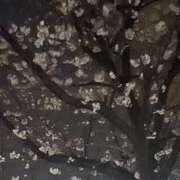 ヒメ日記 2026/03/26 12:00 投稿 つばき ミルキーラテ