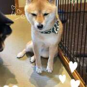 ヒメ日記 2026/03/29 13:00 投稿 つばき ミルキーラテ