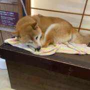 ヒメ日記 2026/04/01 22:05 投稿 つばき ミルキーラテ