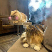 ヒメ日記 2026/04/12 12:00 投稿 つばき ミルキーラテ