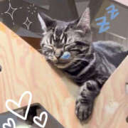 ヒメ日記 2026/04/16 12:00 投稿 つばき ミルキーラテ