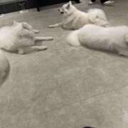ヒメ日記 2026/06/07 12:00 投稿 つばき ミルキーラテ