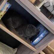 ヒメ日記 2026/06/13 12:00 投稿 つばき ミルキーラテ
