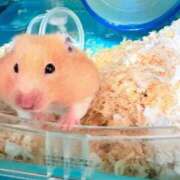 ヒメ日記 2026/01/29 17:34 投稿 はづき 君とふわふわプリンセスin立川