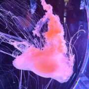 ヒメ日記 2026/02/26 13:42 投稿 はづき 君とふわふわプリンセスin立川