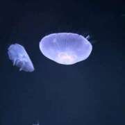 ヒメ日記 2026/03/03 17:42 投稿 はづき 君とふわふわプリンセスin立川