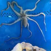 ヒメ日記 2026/03/08 20:02 投稿 はづき 君とふわふわプリンセスin立川