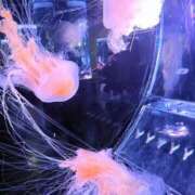 ヒメ日記 2026/03/15 15:32 投稿 はづき 君とふわふわプリンセスin立川