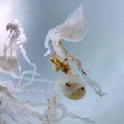 ヒメ日記 2026/03/31 12:22 投稿 はづき 君とふわふわプリンセスin立川