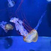 ヒメ日記 2026/04/03 00:32 投稿 はづき 君とふわふわプリンセスin立川