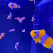 ヒメ日記 2026/04/03 01:22 投稿 はづき 君とふわふわプリンセスin立川