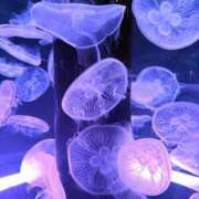 ヒメ日記 2026/04/04 14:02 投稿 はづき 君とふわふわプリンセスin立川