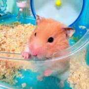 ヒメ日記 2026/04/05 01:12 投稿 はづき 君とふわふわプリンセスin立川