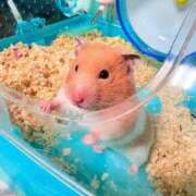 ヒメ日記 2026/04/06 11:57 投稿 はづき 君とふわふわプリンセスin立川