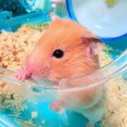 ヒメ日記 2026/04/07 16:01 投稿 はづき 君とふわふわプリンセスin立川