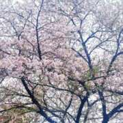 ヒメ日記 2026/04/13 11:42 投稿 はづき 君とふわふわプリンセスin立川