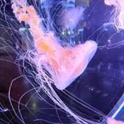 ヒメ日記 2026/04/20 14:22 投稿 はづき 君とふわふわプリンセスin立川