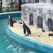 ヒメ日記 2026/04/20 20:03 投稿 はづき 君とふわふわプリンセスin立川