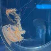 ヒメ日記 2026/04/22 21:52 投稿 はづき 君とふわふわプリンセスin立川