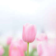 ヒメ日記 2026/01/22 14:53 投稿 小沢 鶯谷ワンハート