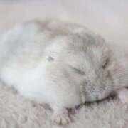 ヒメ日記 2026/01/22 12:35 投稿 ほむら 上野ハンドメイド