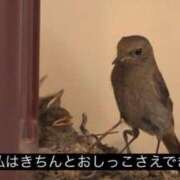 ヒメ日記 2026/05/22 15:15 投稿 ほむら 上野ハンドメイド