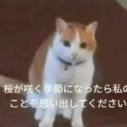 ヒメ日記 2026/08/19 18:00 投稿 ほむら 上野ハンドメイド