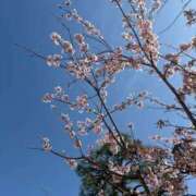 ヒメ日記 2026/04/09 08:41 投稿 なごみ オナクラ大人女子