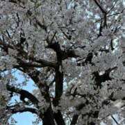 ヒメ日記 2026/04/08 14:22 投稿 ゆき 熟女総本店