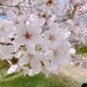 ヒメ日記 2026/03/29 09:50 投稿 有愛(ありあ) PLUS難波店