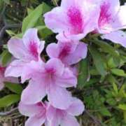 ヒメ日記 2026/04/18 14:54 投稿 由香里(ゆかり) 人妻城 横浜本店