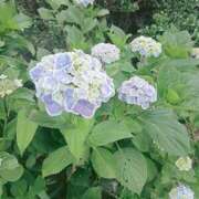 ヒメ日記 2026/07/09 21:18 投稿 かえで【Ｍ】 乱密