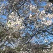 ヒメ日記 2026/04/08 22:48 投稿 あかり 素人妻達☆マイふぇらレディー