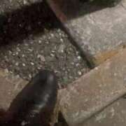 ヒメ日記 2026/04/11 19:48 投稿 あかり 素人妻達☆マイふぇらレディー