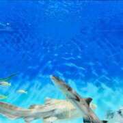 ヒメ日記 2026/03/26 13:38 投稿 ユキナ 西川口ハートショコラ（シンデレラグループ）