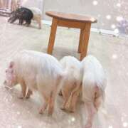 まも 🐖🐖🐖 横浜ハッピーマットパラダイス