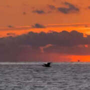 ヒメ日記 2026/01/21 09:21 投稿 まひる 熟女の風俗最終章 本厚木店