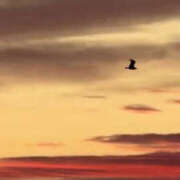 ヒメ日記 2026/01/22 08:51 投稿 まひる 熟女の風俗最終章 本厚木店