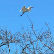 ヒメ日記 2026/01/28 07:41 投稿 まひる 熟女の風俗最終章 本厚木店