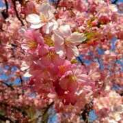 ヒメ日記 2026/03/06 08:51 投稿 まひる 熟女の風俗最終章 本厚木店