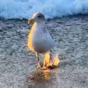 ヒメ日記 2026/03/27 07:32 投稿 まひる 熟女の風俗最終章 本厚木店