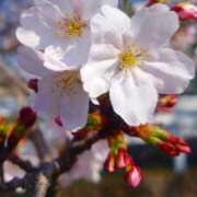 ヒメ日記 2026/04/02 12:41 投稿 まひる 熟女の風俗最終章 本厚木店