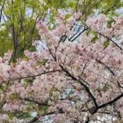 ヒメ日記 2026/04/07 08:41 投稿 まひる 熟女の風俗最終章 本厚木店