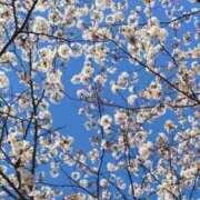 ヒメ日記 2026/04/09 07:21 投稿 まひる 熟女の風俗最終章 本厚木店