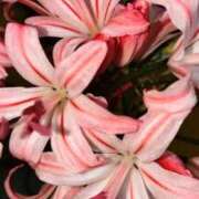 ヒメ日記 2026/03/20 14:16 投稿 まこ 道玄坂クリスタル