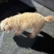 ヒメ日記 2026/01/28 09:22 投稿 すう 東京リップ 池袋店